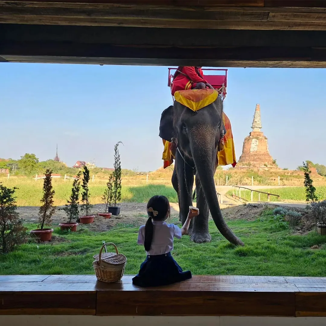 Ayothaya Café คาเฟ่มุมใหม่ จิบกาแฟคู่ช้างแสนน่ารักกลางกรุง